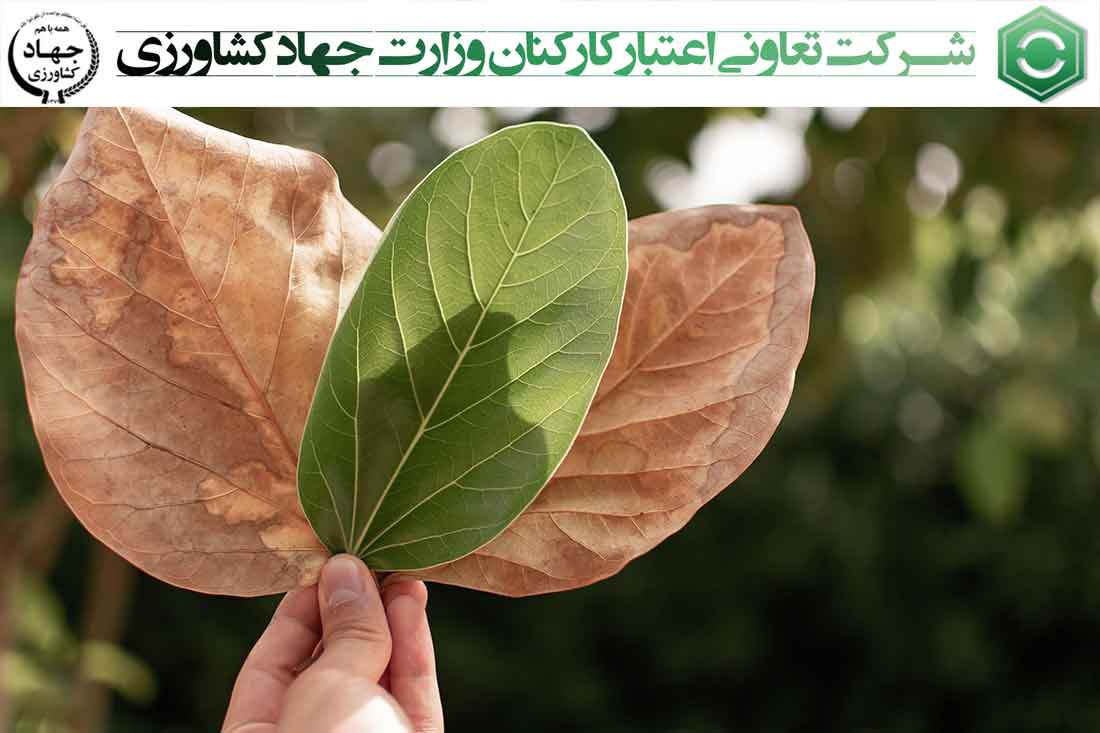 تعاونی اعتبار کارکنان جهاد کشاورزی(مشاوره و استقرار سیستم ISO9001)